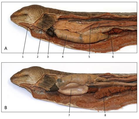 Eel internal anatomy Diagram | Quizlet