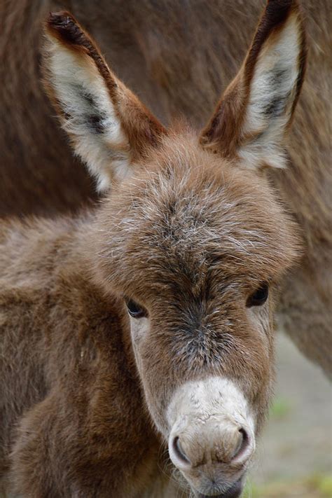 Miniature Donkey Foal Photograph by Sheryl Macklin - Pixels