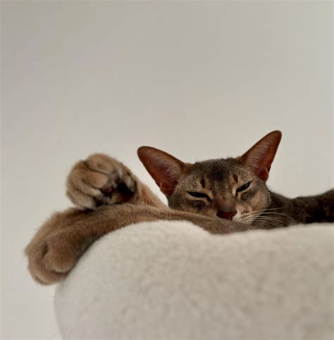 Abyssinian Cats
