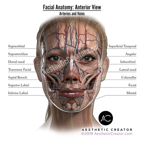 the facial anatomy is shown in this image, and shows the location of ...