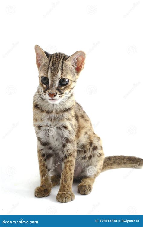 The Asian Leopard Cat or Sunda Leopard Cat Prionailurus Bengalensis ...