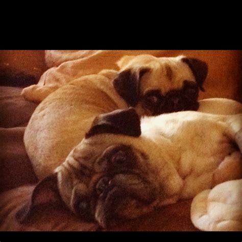 My Pug and Pughuahua | Pugs, Dogs, Animals