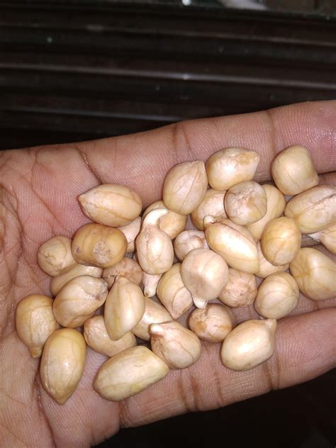 Sprouted Peanuts tastes much yummier and alive. : r/RawVegan