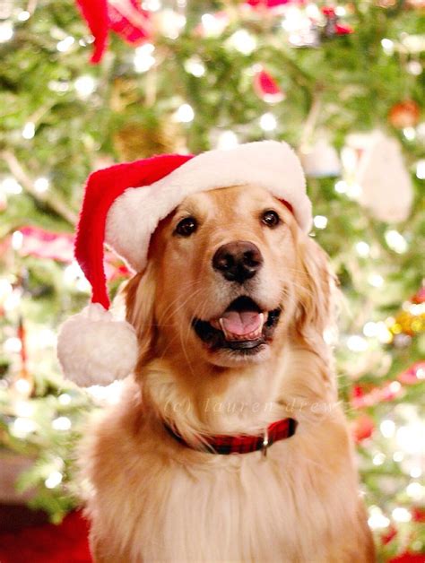 Golden Retriever Christmas Wallpaper