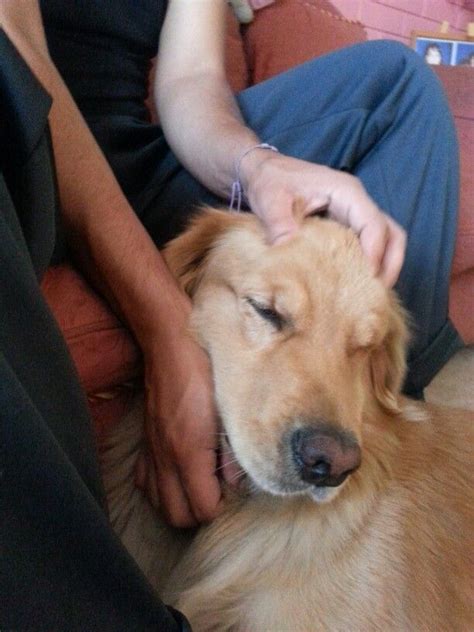 Recibiendo cariño Lia, Golden Retriever, Dogs, Animals, Pets, Animales ...