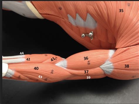 Arm part 1 Diagram | Quizlet