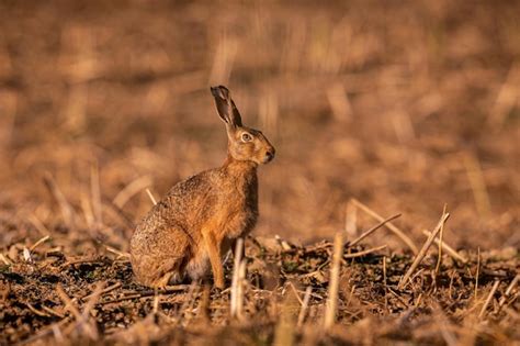 Pagina 7 | Fauna Van Europa Afbeeldingen - Gratis downloaden op Freepik