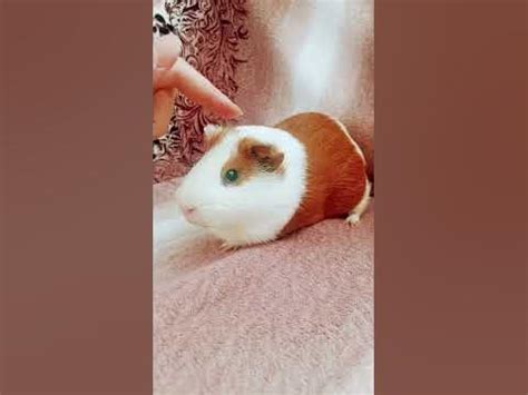 это моя гини пиг☺️🤭😘 #реки #роблокс #тренд #залетипж #актив # ...