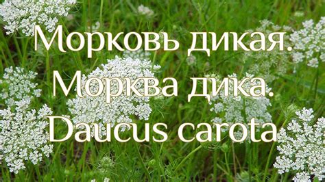 Морква дика - YouTube