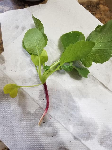 Bad radish harvest? : r/gardening