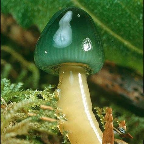 Don't know the name of this green mushroom : pics