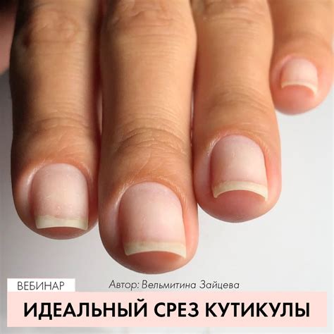 Что Такое Кутикула Фото — Фото