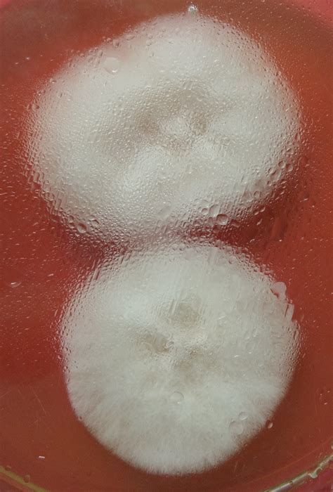 Can someone help me identify the following fungi (molds) isolated from