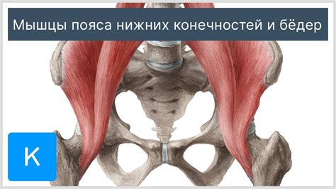 Мышцы пояса нижних конечностей и бёдер - Анатомия человека | Kenhub ...