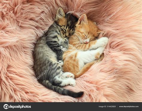 Cute Baby Kittens Sleeping