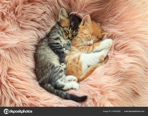 Cute Baby Kittens Sleeping