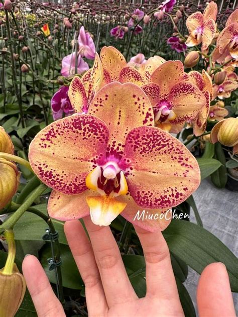 Phal. OX Luna Rosa - Orchibias