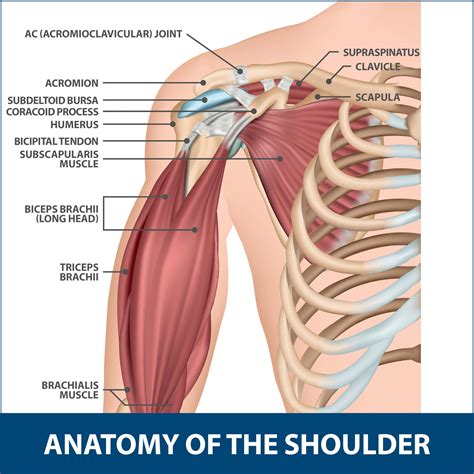 AC Joint Injuries | Florida Orthopaedic Institute