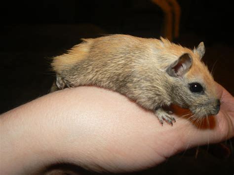 Female Nutmeg Gerbil Molting 8 by ShadedRain on DeviantArt