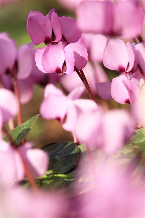Cyclamen Flower Meadow Flora - Free photo on Pixabay