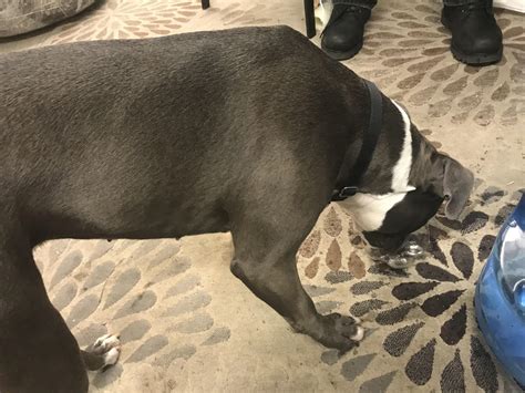 Found a grey pit bull pup, female in West Valley. 3500 south 2700 West