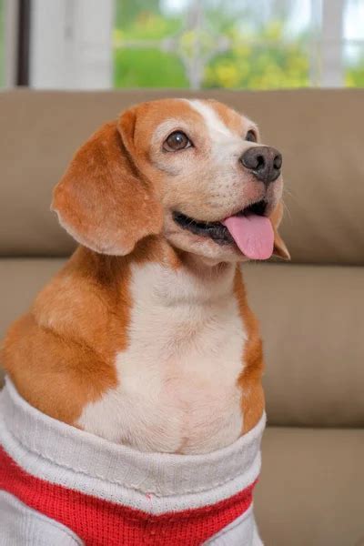 Fat beagle dog Stock Photos, Royalty Free Fat beagle dog Images ...