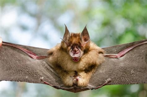 28 Types Of Bats: The Cutest Bat Species (Names, Photos, And More ...