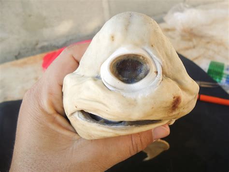 Pictures: Rare "Cyclops" Shark Found