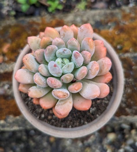 Pachyveria clavifolia : r/succulents