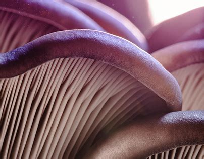 dioramas  behance