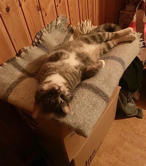 When selecting your cat trap, be sure to choose one that is ...