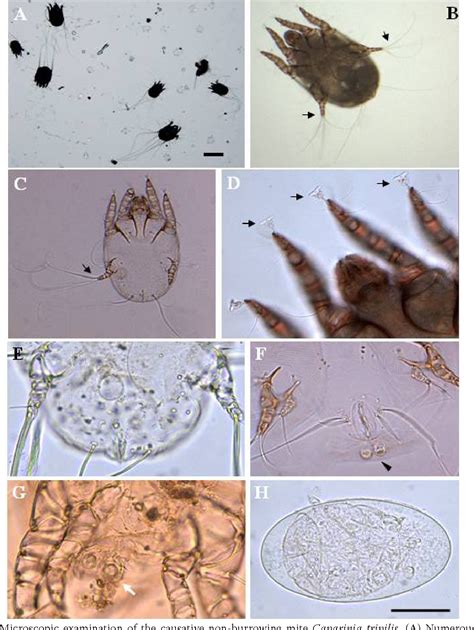 caparinia semantic scholar
