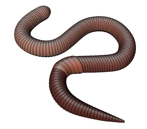 worms png 10 free Cliparts | Download images on Clipground 2025