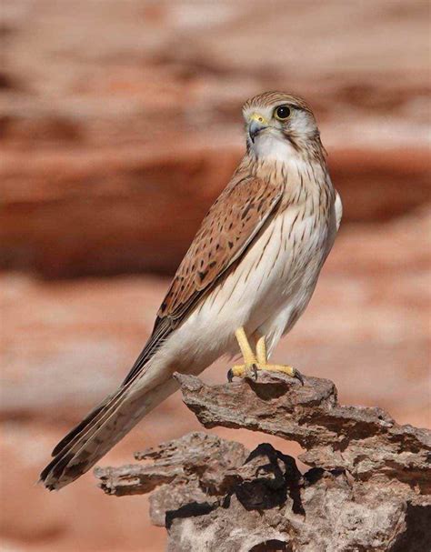 kestrel birds  australia spot em  wingmate