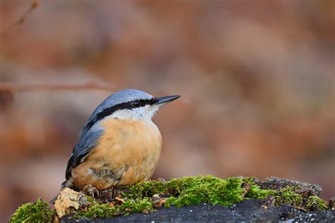 Nuthatch Bird Animal - Free photo on Pixabay - Pixabay
