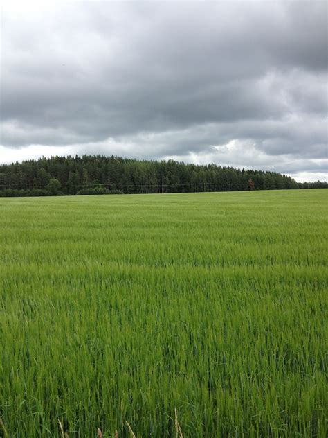 LUOMUsiemenet | Pelto-Paturi Oy - Tilasiemen, luomutila, viljan