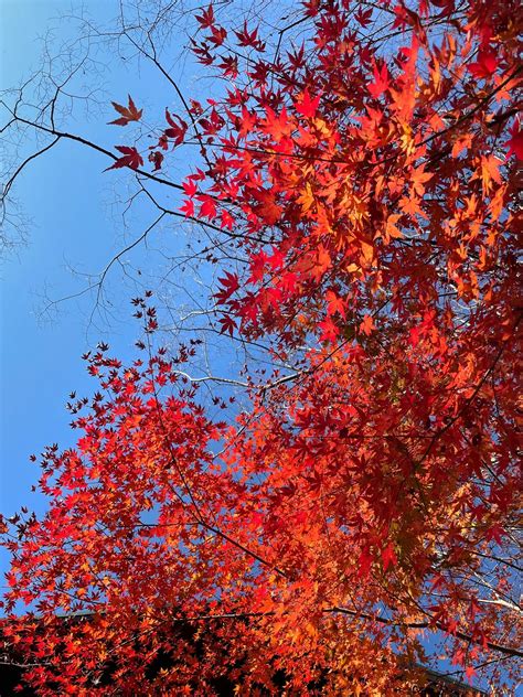 I can't wait for autumn to come... Are you planning a trip to Japan