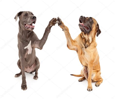 Great Dane and Mastiff Dogs Shaking Hands — Stock Photo ...