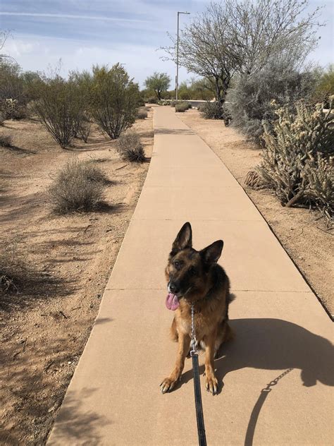 I think we may be nearing the end of her running days, but she loves it