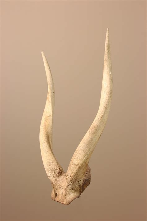 cornes  objets usuels africains decoratifs decoration