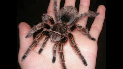 Grammostola rosea - YouTube