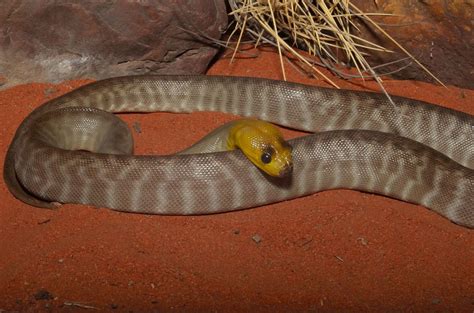 Woma Python (Aspidites ramsayi) | A juvenile Woma Python, As… | Flickr