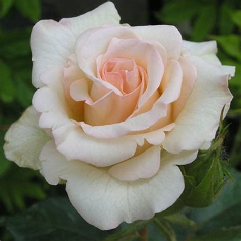 Cream Delight - South Pacific Roses