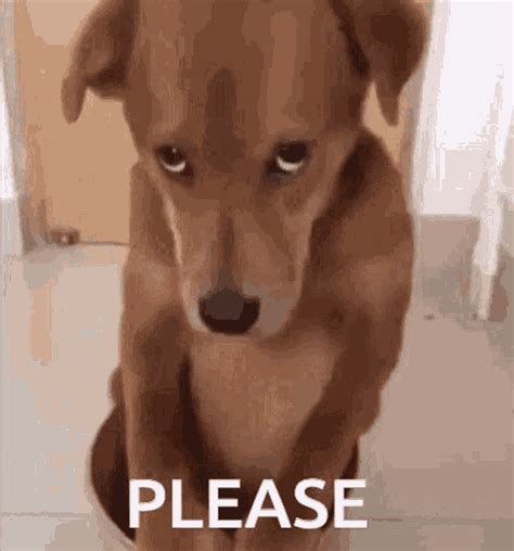 Dorgi Dog Please GIF | GIFDB.com