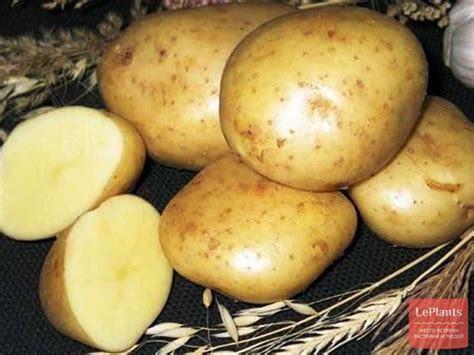 Картофель 'Лорх' — описание сорта, характеристики | на LePlants.ru