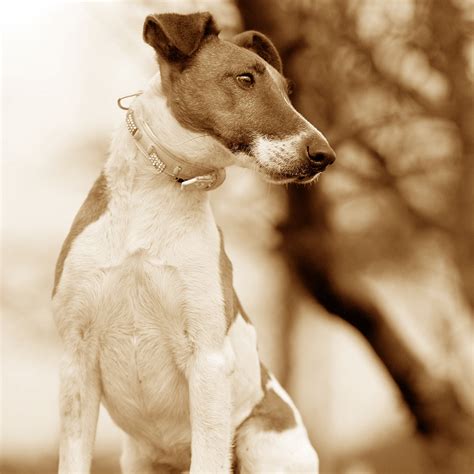 Fox Terrier à poil lisse (caractère, alimentation, soins)