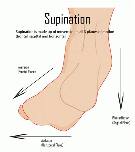 supination ankle anatomy foot anatomy human anatomy teeth diseases