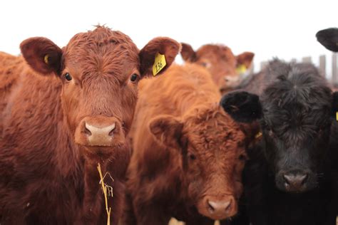 Beef supply chain will face multi-level disruption, through robotics