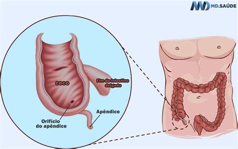 Onde fica cada órgão do corpo humano? | MD.Saúde