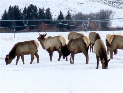 Keeping Focused: Elk Herd